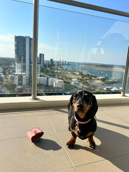 Tokyo Dog Collar — Italian Leather