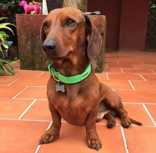 Rio (Single Colour) Dog Collar - Biothane Waterproof