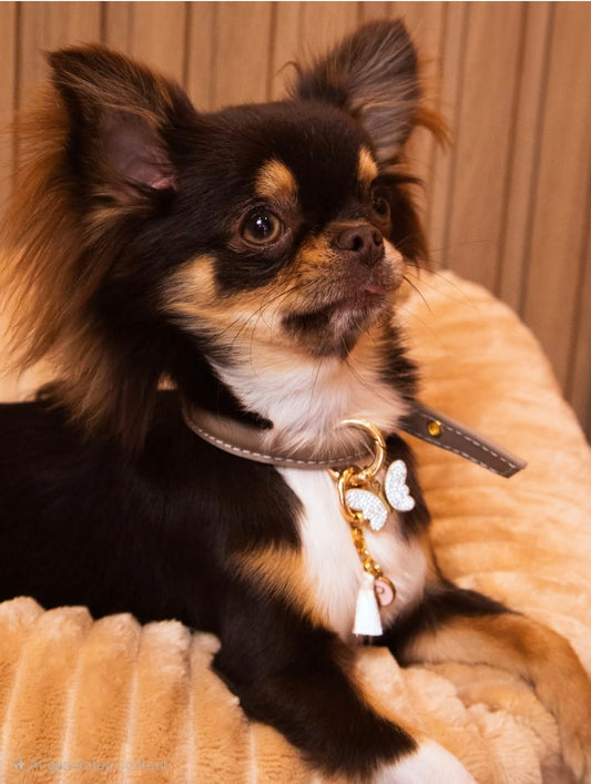 Tokyo Dog Collar — Italian Leather