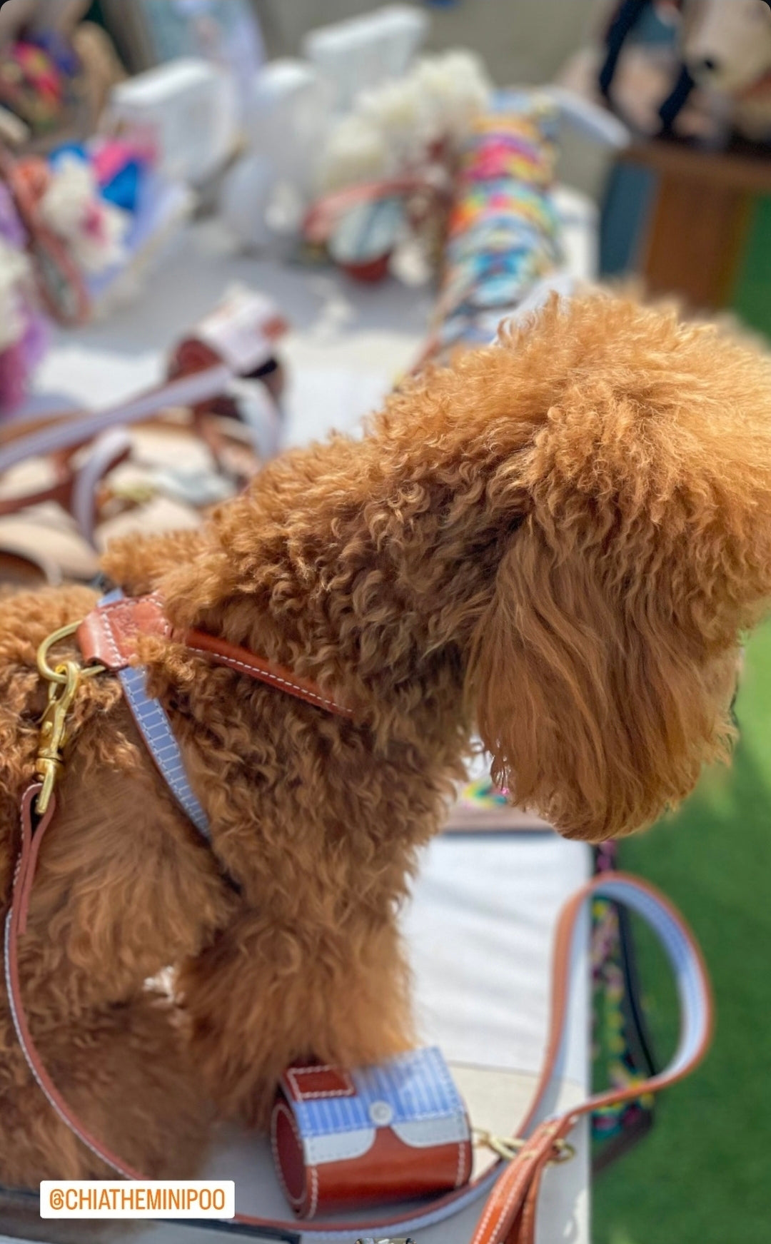 Madrid Dog Harness — Italian Leather