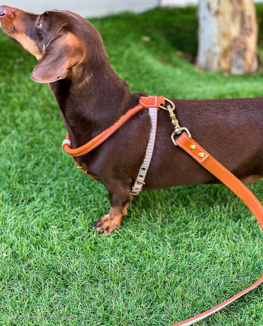Madrid Dog Harness — Italian Leather