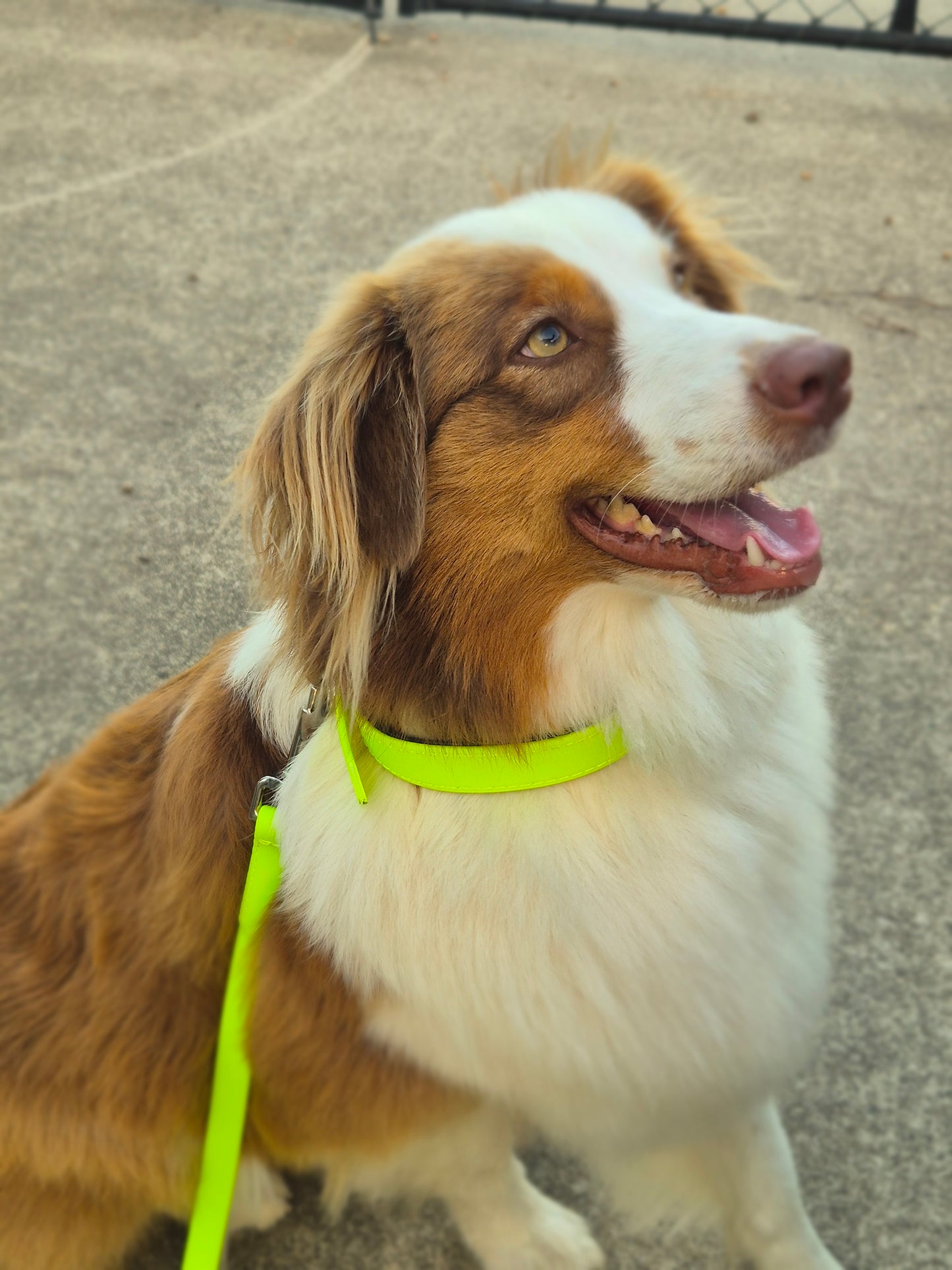 Rio Dog Lead - Biothane Waterproof