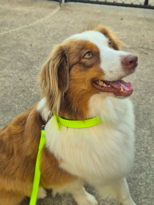 Rio Dog Lead - Biothane Waterproof