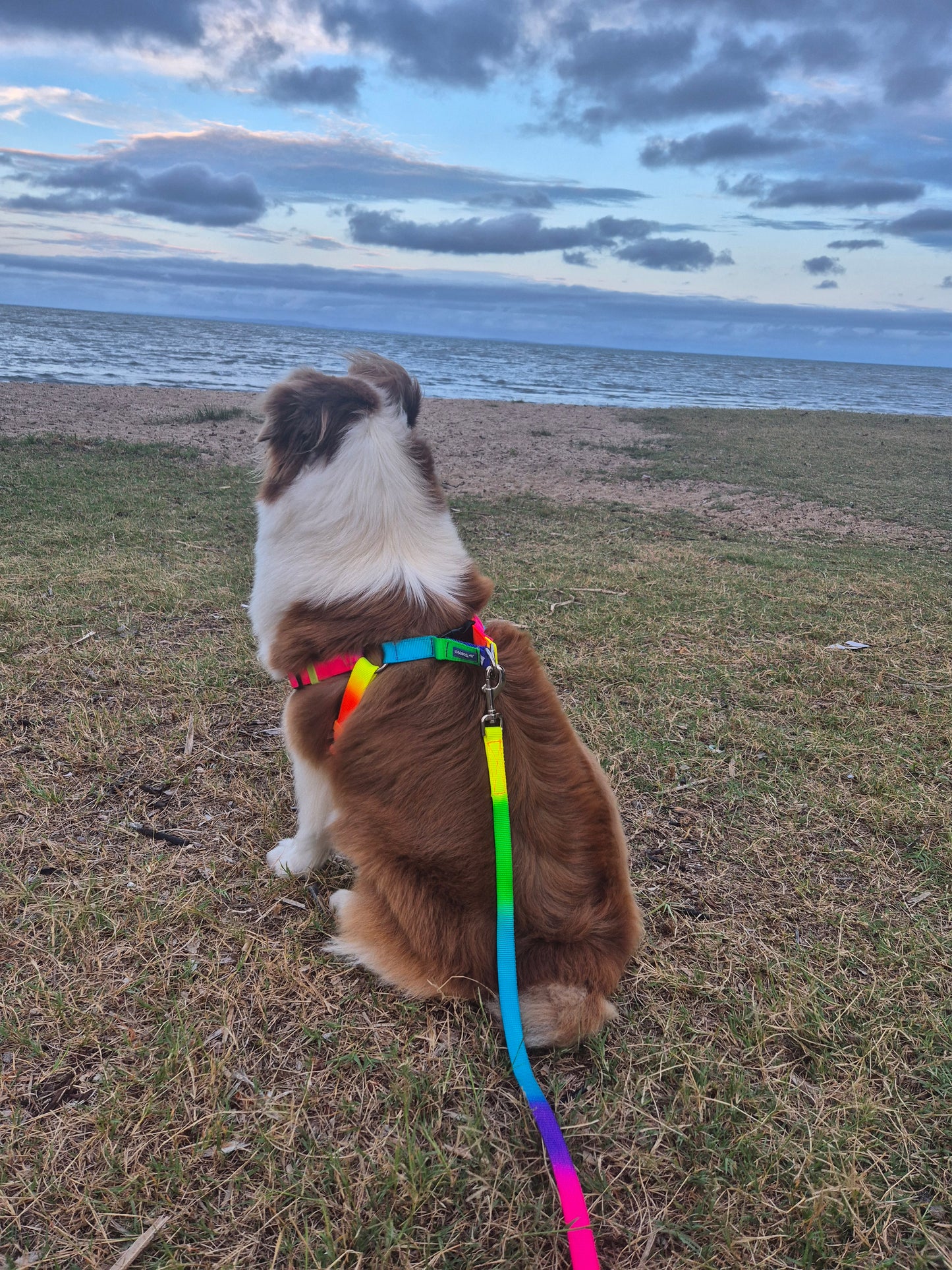 Byron Dog Collar —  Riata Braiding Technique